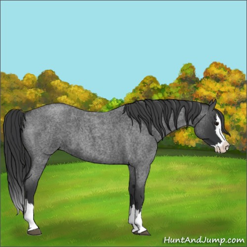 Horse Color:Unknown 