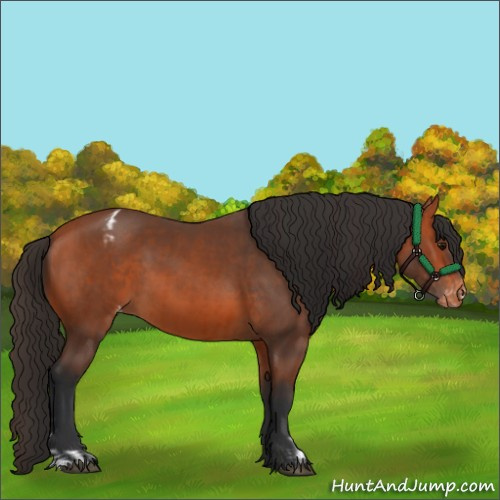 Horse Color:Bay Varnish  and Bay Varnish 