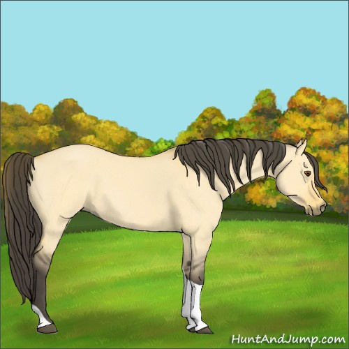Horse Color:Unknown 