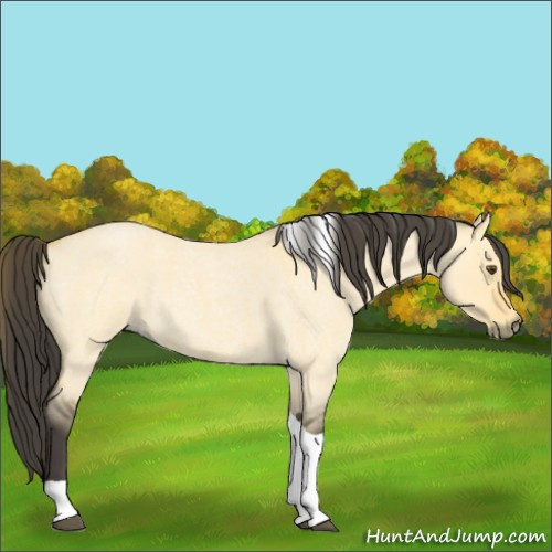 Horse Color:Unknown 