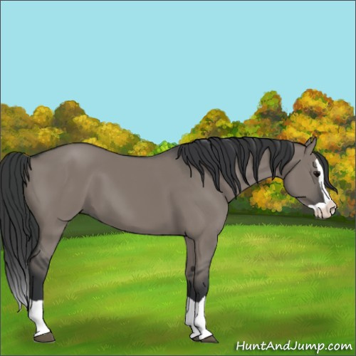 Horse Color:Unknown 