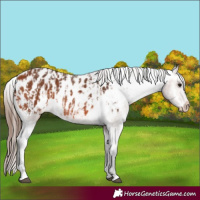 Horse Color:Bay Appaloosa  and Bay Appaloosa Rabicano 