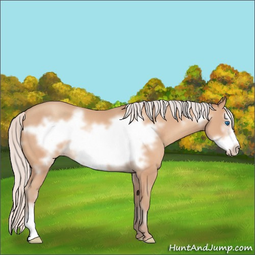 Horse Color:Silver Amber Champagne Frame 
