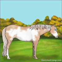 Horse Color:Silver Amber Champagne Frame 