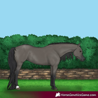 Horse Color:Grullo Rabicano 