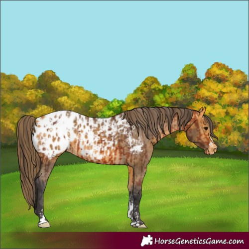 Horse Color:Bay Blanket  and Buckskin Blanket 