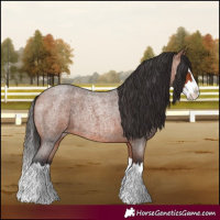 Horse Color:Bay Roan Splash 