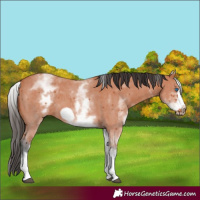 Horse Color:White Spotted Bay Sabino Frame 