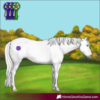 Horse Color:Gray Silver Amber Cream Champagne Roan Dun Splash Tobiano Frame Appaloosa Rabicano 