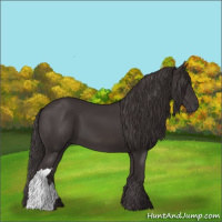 Horse Color:Smoky Black 