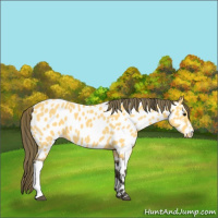 Horse Color:Buckskin Appaloosa 