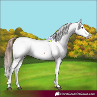 Horse Color:Bay Tobiano Snowcap 