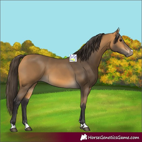 Horse Color:Buckskin 