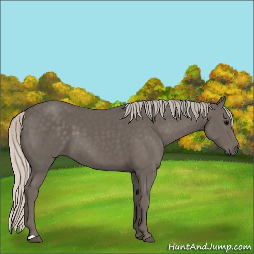 Horse Color:Silver Black