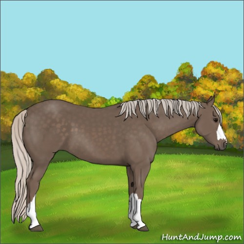 Horse Color:Silver Black