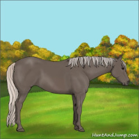 Horse Color:Silver Black