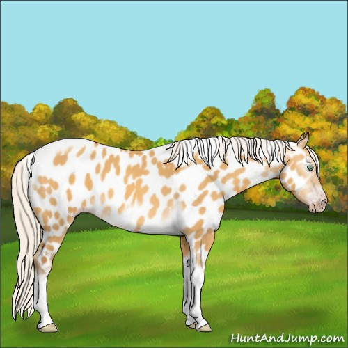 Horse Color:Gray Silver Amber Cream Champagne Roan Dun Splash Tobiano Frame Appaloosa Rabicano 