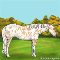 Horse Color:Gray Silver Amber Cream Champagne Roan Dun Splash Tobiano Frame Near Leopard Rabicano 