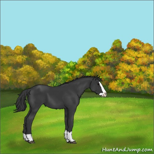 Horse Color:Black Splash