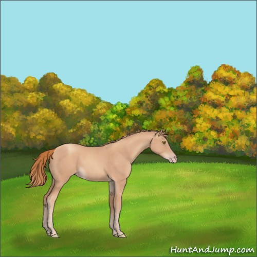 Horse Color:Gold Champagne 