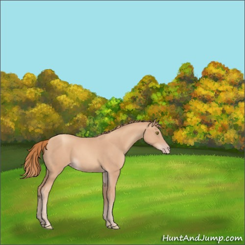 Horse Color:Gold Champagne