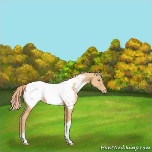 Horse Color:Gold Champagne Appaloosa 