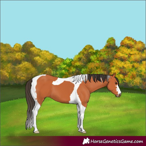 Horse Color:Bay Tobiano 