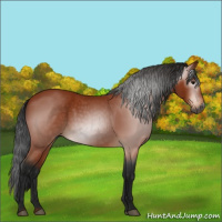 Horse Color:Gray Bay 