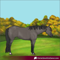 Horse Color:Grullo 