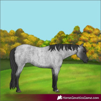 Horse Color:Blue Roan 