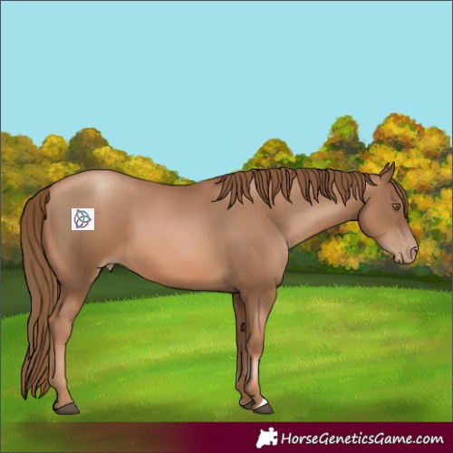 Horse Color:Liver Chestnut Pearl 