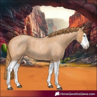 Horse Color:Red Roan Splash Frame