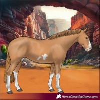 Horse Color:Chestnut Splash Frame
