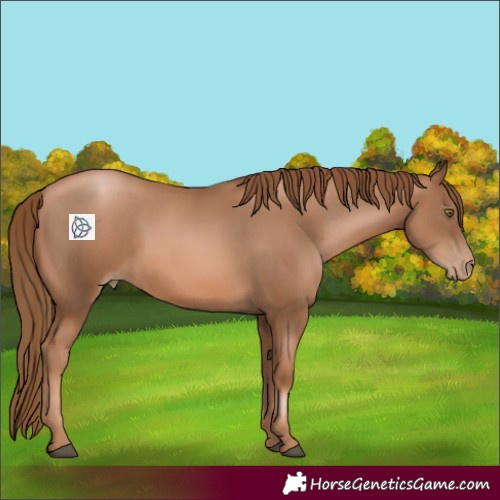 Horse Color:Liver Chestnut Pearl 