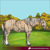 Horse Color:Smoky Black and Palomino