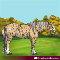 Horse Color:Smoky Black  and Palomino 