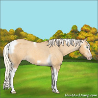 Horse Color:Gray Silver Amber Cream Champagne Roan Dun Splash Tobiano Frame Appaloosa Rabicano 
