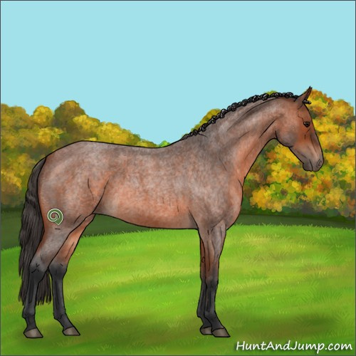 Horse Color:Bay Roan 