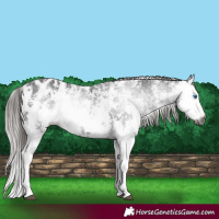 Horse Color:Gray Liver Chestnut Sabino Splash Appaloosa  and Gray Liver Chestnut Sabino Splash Appaloosa 