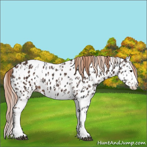 Horse Color:Liver Chestnut Sabino Splash Leopard and Liver Chestnut Sabino Splash Leopard