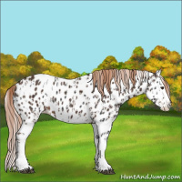 Horse Color:Liver Chestnut Sabino Splash Leopard and Liver Chestnut Sabino Splash Leopard