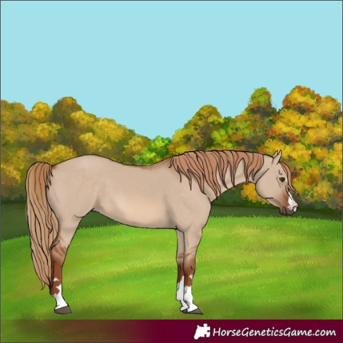 Horse Color:Red Dun 