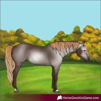 Horse Color:Gray Chestnut 
