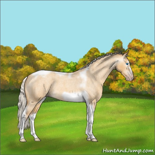 Horse Color:Gray Silver Amber Cream Champagne Roan Dun Splash Tobiano Frame Appaloosa Rabicano 
