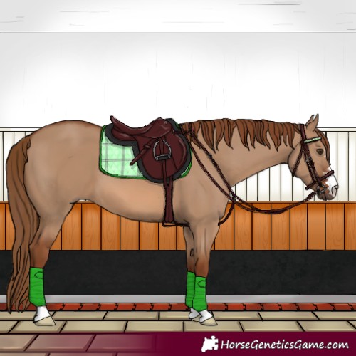 Horse Color:Red Dun 