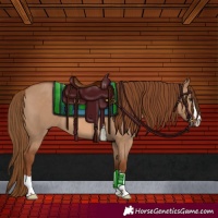 Horse Color:Red Dun 