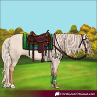 Horse Color:Gold Champagne Dun