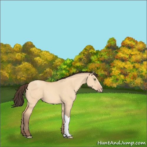 Horse Color:Amber Champagne Dun 