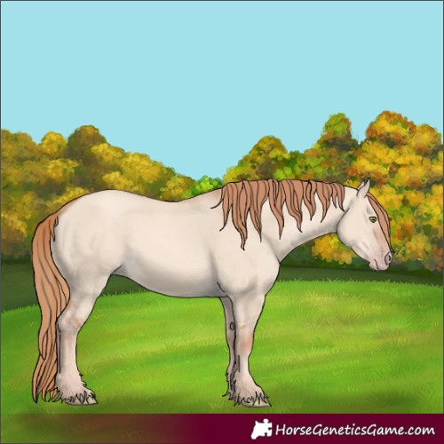 Horse Color:Gold Champagne Dun 
