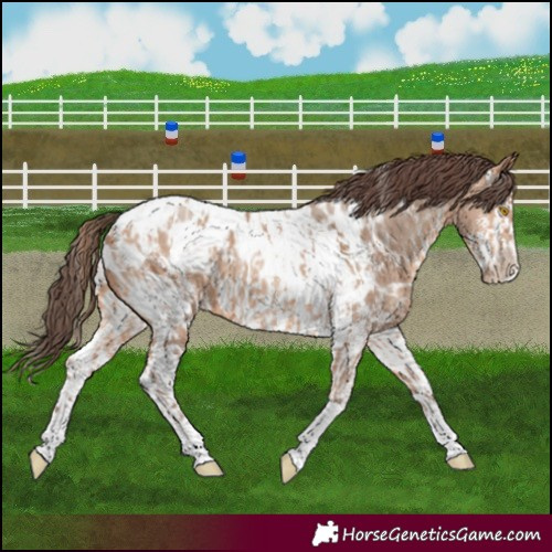 Horse Color:Amber Champagne Sabino Tobiano Near Leopard  and Amber Champagne Sabino Splash Tobiano Near Leopard 